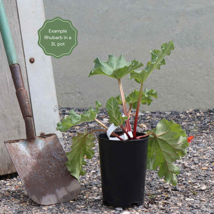 'Champagne' Rhubarb Plant Soft Fruit