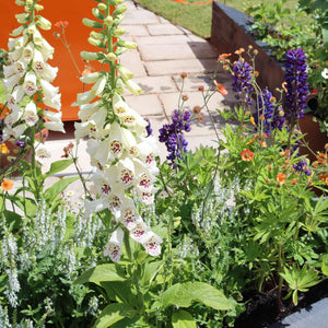 White Foxglove | Digitalis 'Dalmatian White' Perennial Bedding