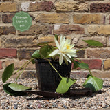 Water Lily | Nymphaea 'Marliacea Albida' | 3L Pot Pond Plants