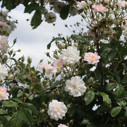 'New Dawn' Climbing Rose Shrubs