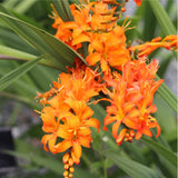 Crocosmia 'Firestars Firestarter' Perennial Bedding