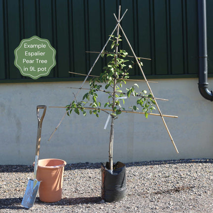 Espalier Pear Tree Trained Fruit Trees