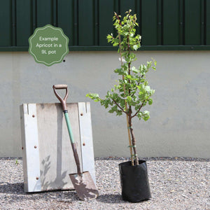 'Early Moorpark' Apricot Tree Fruit Trees