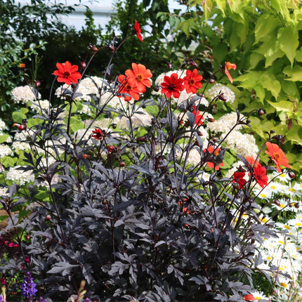 Dahlia 'Dahlegria Red' Perennial Bedding