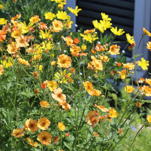 Geum 'Totally Tangerine' Perennial Bedding