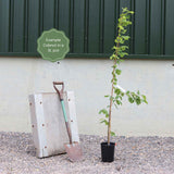 'Cosford' Cobnut Tree | Corylus avellana Fruit Trees