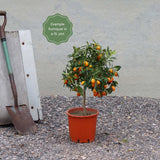 Kumquat Tree | Grafted Mini-Stem Soft Fruit