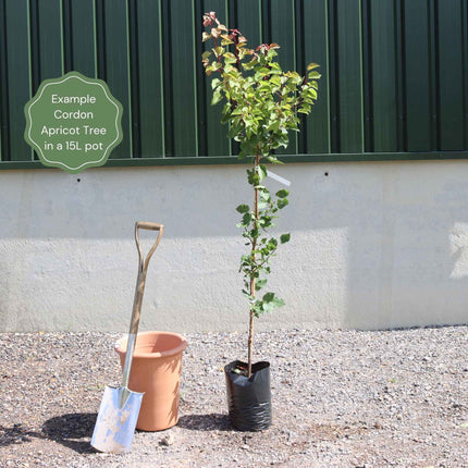 Cordon Apricot Tree Trained Fruit Trees