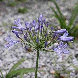 Agapanthus 'Ever Sapphire' Perennial Bedding