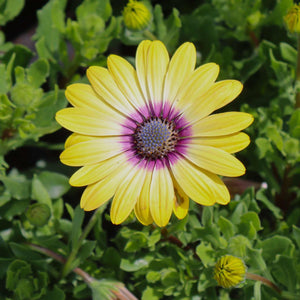 Osteospermum 'Blue Eyed Beauty' Perennial Bedding