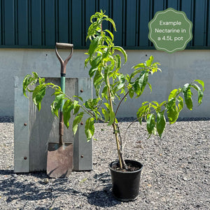 'Lord Napier' Nectarine Tree Fruit Trees