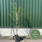 Victoria' Plum Tree Fruit Trees