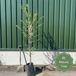 Williams' Bon Chrétien' Pear Tree Fruit Trees