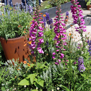 Magenta Foxglove | Digitalis 'Dalmatian Rose' Perennial Bedding