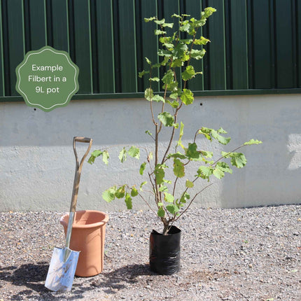 'Rote Zellernuss' Filbert Tree | Red Filbert Tree Fruit Trees