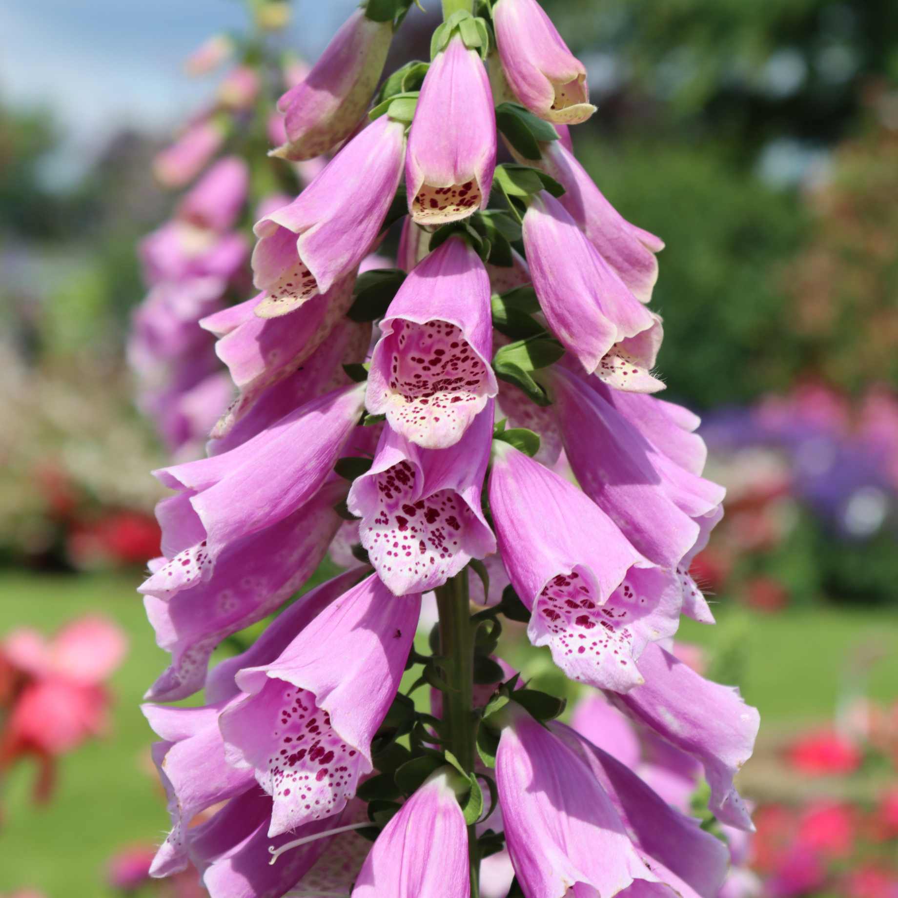 Magenta Foxglove | Digitalis 'Dalmatian Rose'