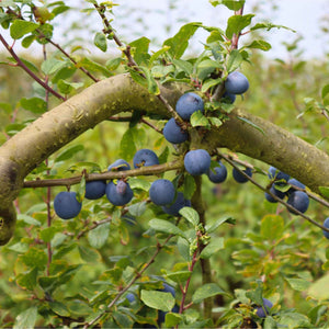 'Farleigh' Damson Tree Fruit Trees