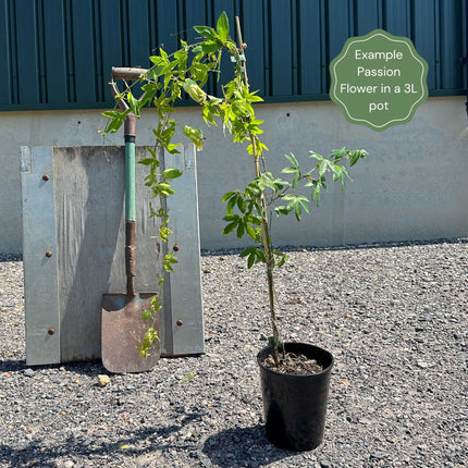 Red Passion Flower | Passiflora caerulea 'Rubra' Climbing Plants