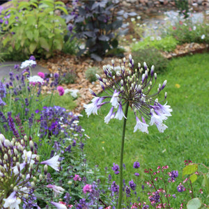 Agapanthus 'Fireworks' Perennial Bedding