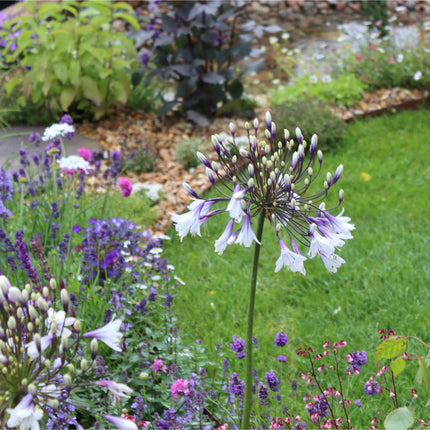 Agapanthus 'Fireworks' Perennial Bedding