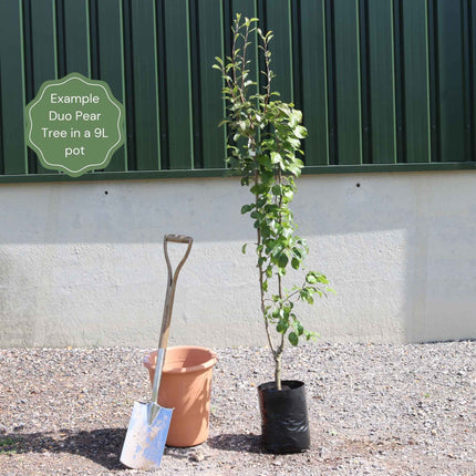 Duo Pear Tree | 'Conference' & 'Williams' Bon Chrétien' Trained Fruit Trees