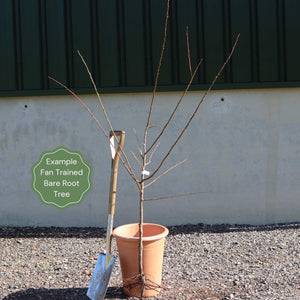 Fan-Trained Plum Tree Trained Fruit Trees