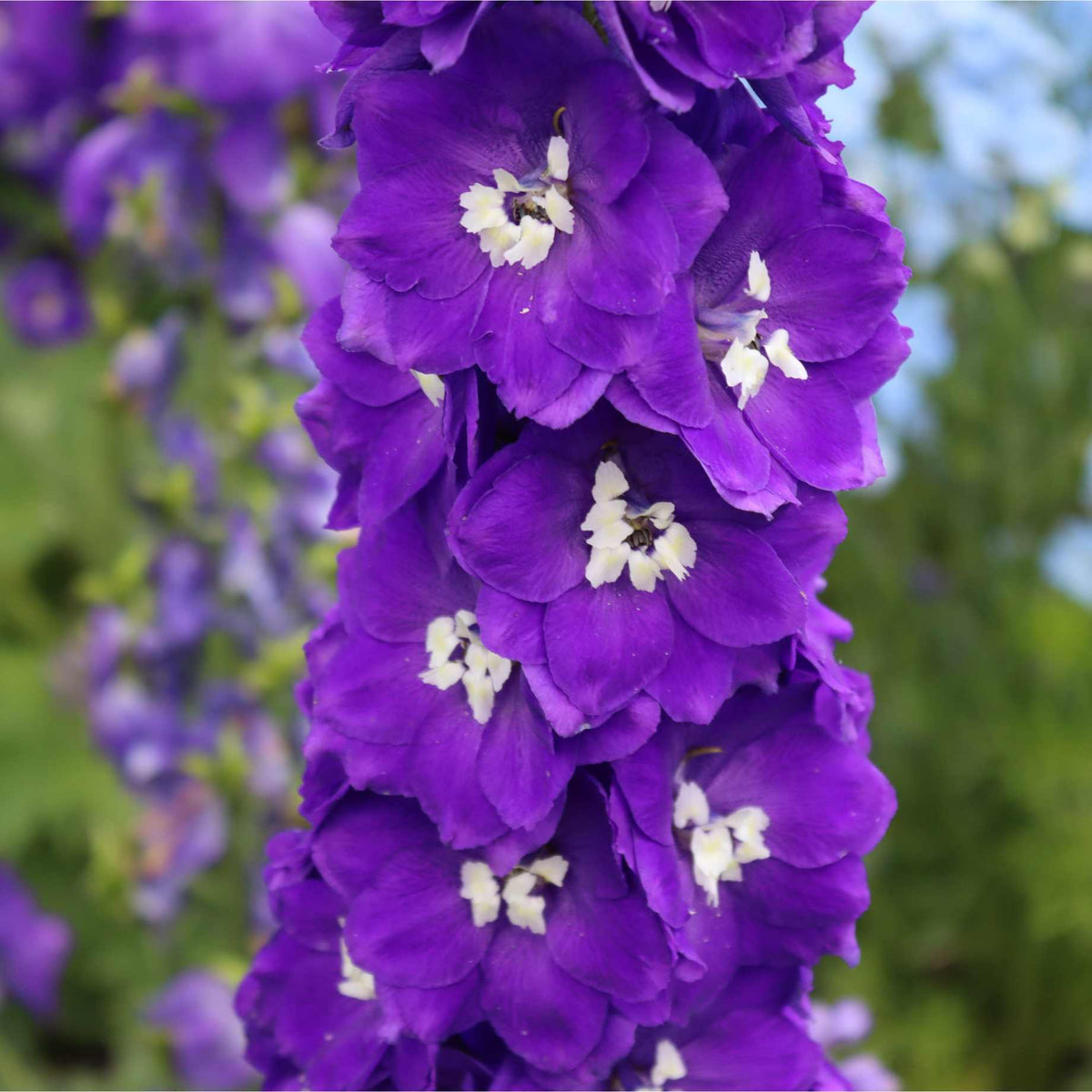 Delphinium 'Dark Blue White Bee' – Roots Plants