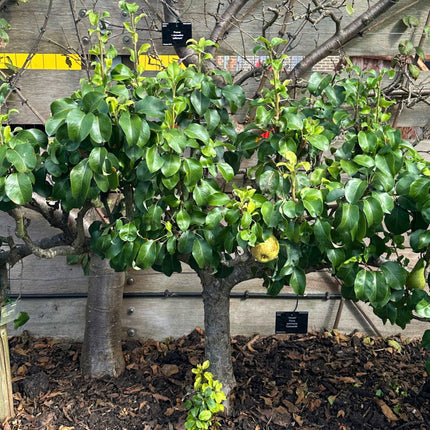 Stepover Pear Tree Trained Fruit Trees