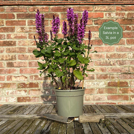 Salvia 'Blue Marvel' Perennial Bedding