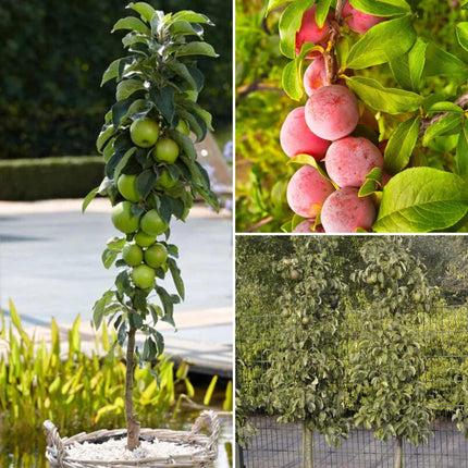 Award-Winning Cordon Fruit Tree Collection | Apple, Pear & Plum Fruit Trees