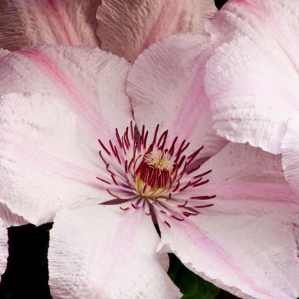 Clematis 'Pink Fantasy' Climbing Plants