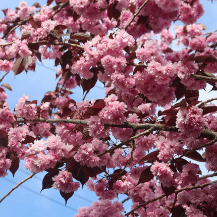 Purple Leaf Cherry Blossom Tree | Prunus serrulata 'Royal Burgundy' Ornamental Trees