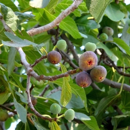 'Chelsea' Fig Tree Soft Fruit