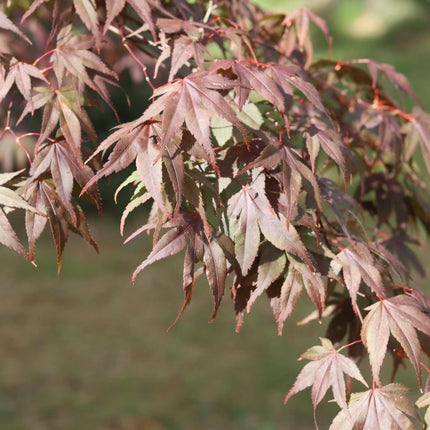 Purple Japanese Maple Tree | Acer palmatum 'Atropurpureum' Ornamental Trees