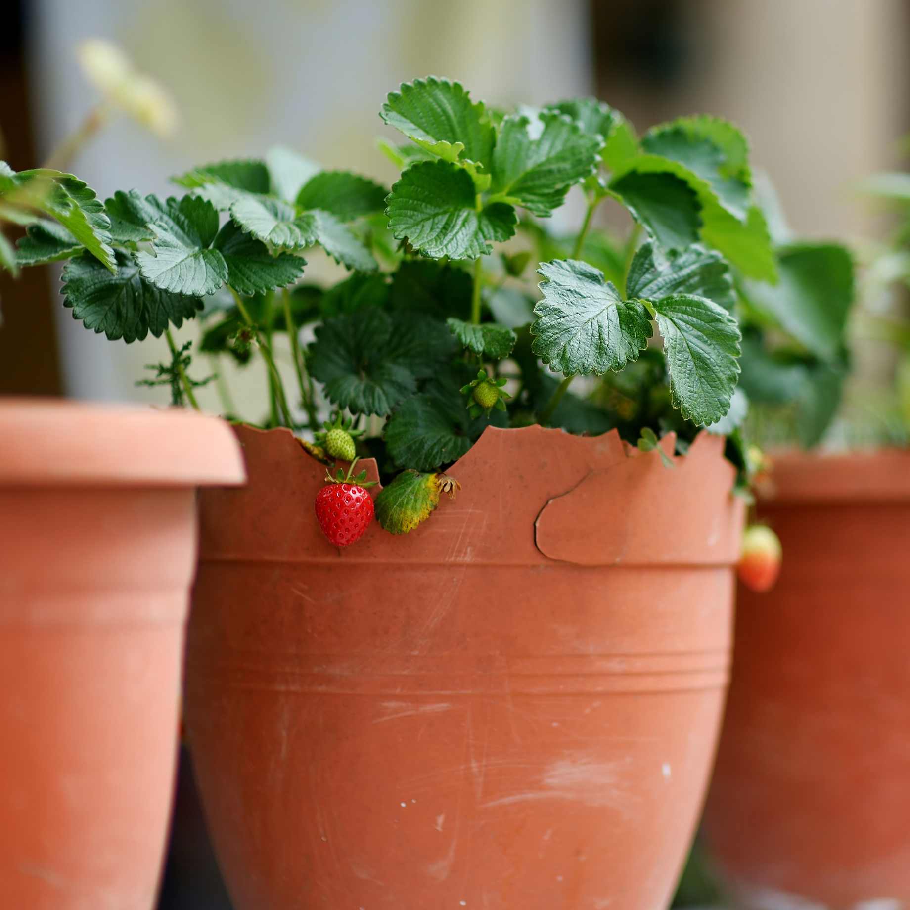 Best Strawberries for Pots | Grower's Choice