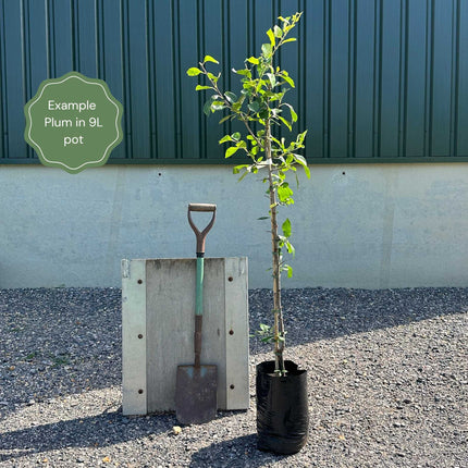 'Imperial Gage' Plum Tree Fruit Trees