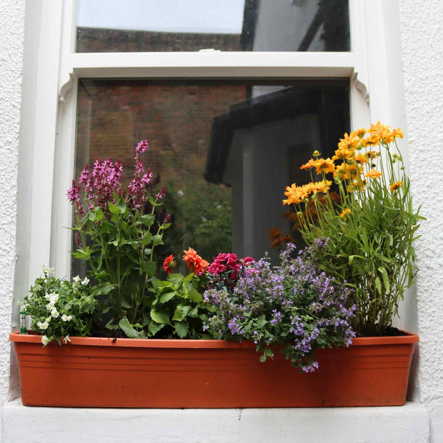 Classic Window Box Collection Perennial Bedding