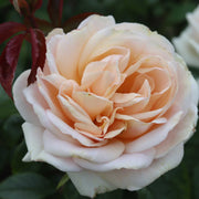 'Champagne Moment' Floribunda Rose Shrubs