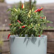 Chilli Pepper 'Basket of Fire' Plant Vegetables