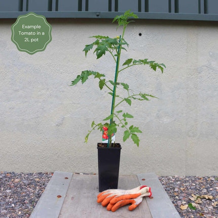 'Moneymaker' Tomato Plants Vegetables