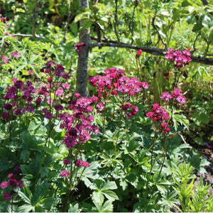 Astrantia 'Star of Love' Perennial Bedding