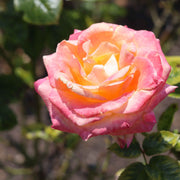 'Firebird' Floribunda Rose Shrubs