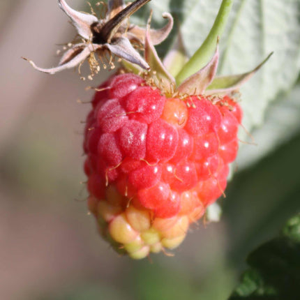 'Tulameen' Raspberry Plants Soft Fruit