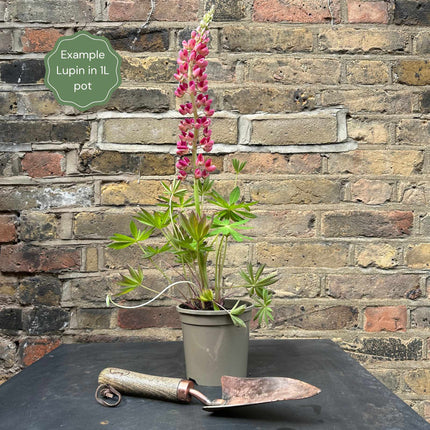 Lupin Legendary 'Shades of Blue' Perennial Bedding