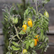 Tomato 'Peardrop' Plant Vegetables