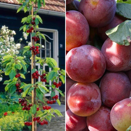 Cordon Cherry and Plum Trees | Perfect Partners Fruit Trees