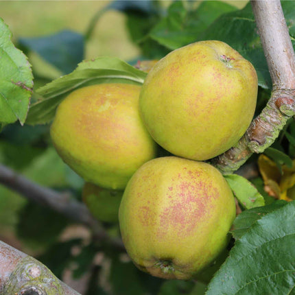 'Ashmeads Kernel' Apple Tree Fruit Trees