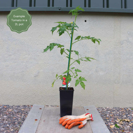 Proven Winners Tomato Plants Collection Vegetables