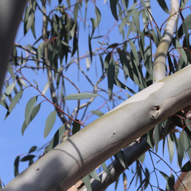 Snow Gum Tree | Eucalyptus pauciflora 'Niphophila' Ornamental Trees