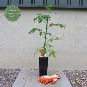 Tomato 'Supersteak' Plant Vegetables